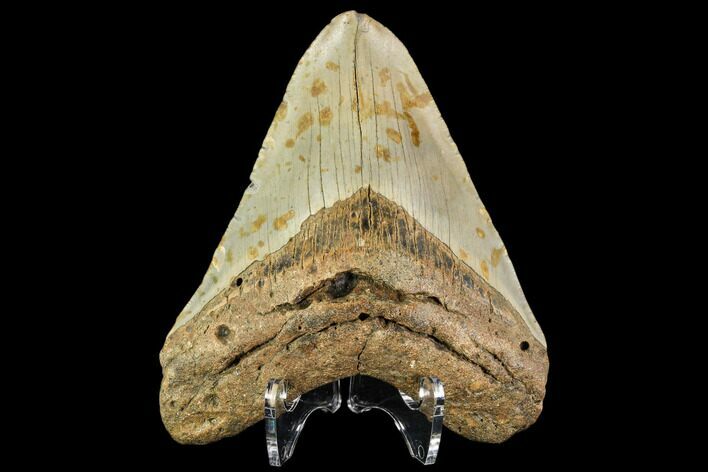 Fossil Megalodon Tooth - North Carolina #109842